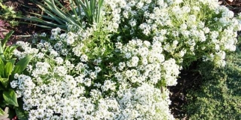 Kada sijati sadnice alissuma kod kuće